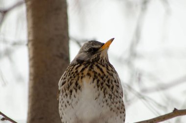 Belirgin gri kafası, turuncu gagası ve benekli tüylerini gösteren bir Fieldfare portresi