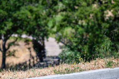 Yeşil çimenler ve kayaların arasından akan temiz nehir suyuyla sakin orman manzarası. Barışçıl yaz ortamı yabani bitkilerin ağaçlarını ve doğal doğa güzelliklerini gösteriyor..