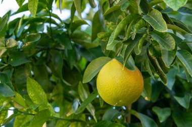 Olgun sarı greyfurt, yeşil yapraklı bir ağaç dalından sarkan yeşil bir meyve bahçesinde doğal ışık taze organik gıda konsepti tarımsal sağlıklı beslenme ve bahçecilik için