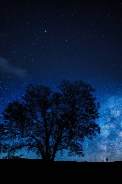 Evrenin altındaki ağaç gölgesi mavi saat alacakaranlıklarında yıldızlı gökyüzü, telefon arkaplanı için mor gradyanı olan kozmik gece.