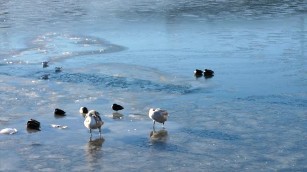 Aves marinhas estão descansando no gelo — Vídeo de Stock