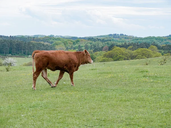 Paisaje Rural Con Una Vaca Que Camina Sobre Prado —  Fotos de Stock