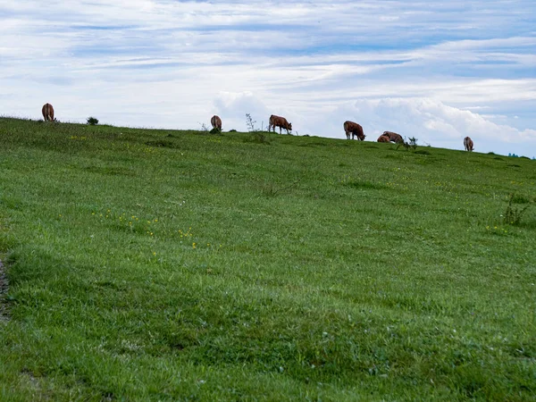 Danimarka Mols Bjerge Bir Çayırda Otlayan Inekler — Stok fotoğraf