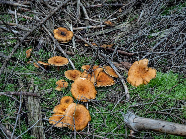 秋天在丹麦松树林发现的牛奶帽或乳糖真菌 — 图库照片