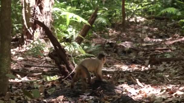 Pan Forest Floor Two Bearded Capuchin Monkeys Walking — Stock Video