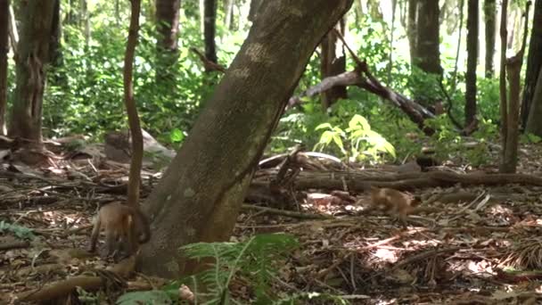 Pan Sobre Chão Floresta Com Grupo Macacos Pretos Capuchinhos — Vídeo de Stock