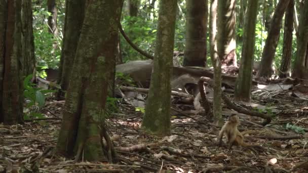 Jovem Macaco Prego Está Sentado Chão Floresta Olhando Para Topos — Vídeo de Stock