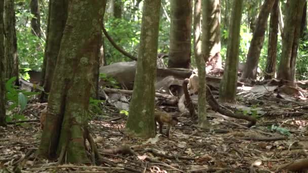 Macaco Prego Jovem Está Procura Comida Chão Floresta — Vídeo de Stock