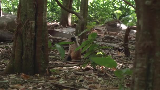 Macaco Prego Está Sentado Chão Floresta Olhando Redor — Vídeo de Stock
