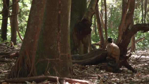 手ショットのCapuchin猿見ますで二つの他の黒のキャップCapucinsクロールで木 — ストック動画