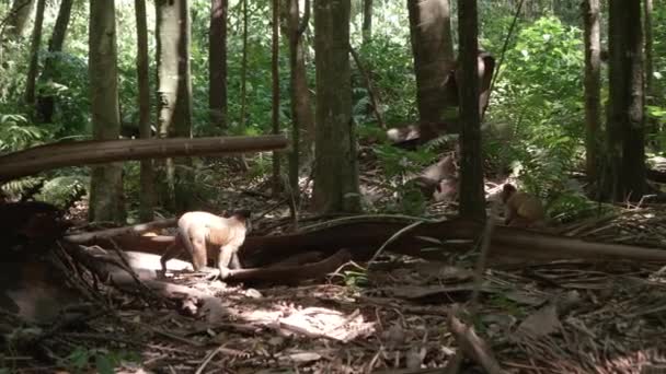 Erkek Cebus Libidinosus Maymunu Kareyi Geçiyor — Stok video