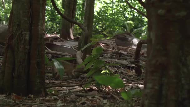 山猫猴在森林的地板上啼叫 — 图库视频影像