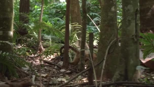 Mulher Capuchinho Listras Pretas Atravessa Chão Floresta Com Seu Bebê — Vídeo de Stock