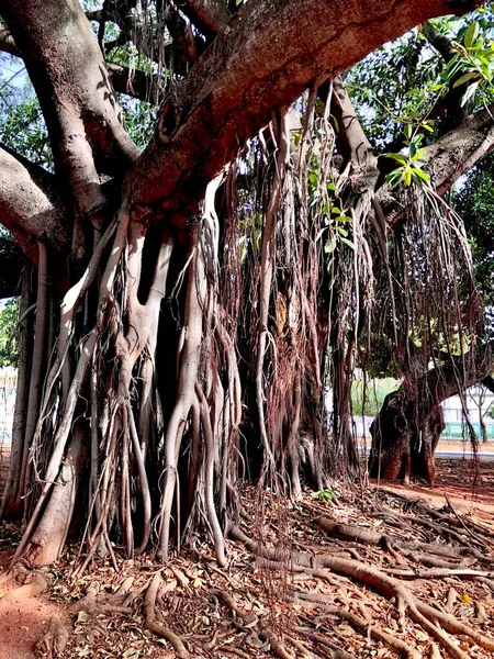 Roots Gigantic Ficus Tre — Stock Photo, Image