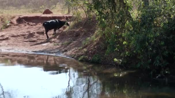 Широкий Снимок Коровы Пасущейся Берегу Реки Бразилии — стоковое видео