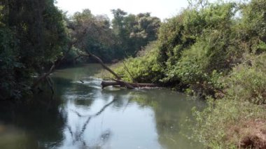 Brezilya 'daki Joao Leite nehrinin aşağısında.