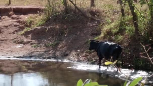 Vaca Caminhando Margem Rio Brasil — Vídeo de Stock