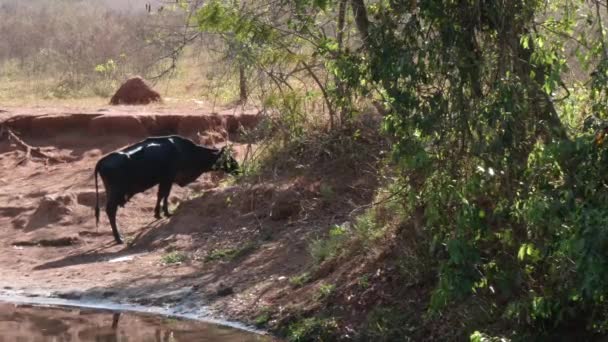 Cow Grazing Riverbank Brazil — Stock Video
