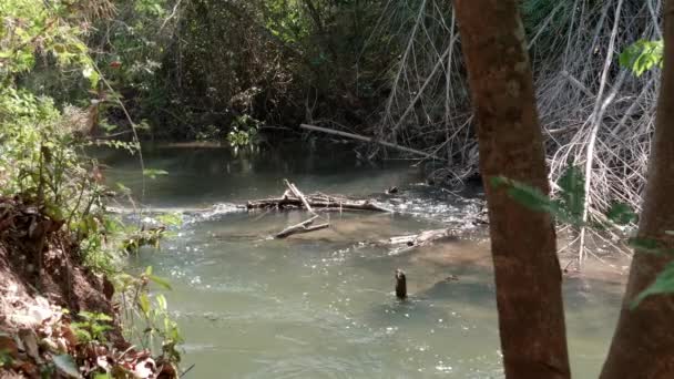 Uppför Floden Skott Floden Joao Leite Brasilien — Stockvideo