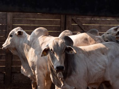 Nellore sığırları tartılmayı ve satılmayı bekliyor.