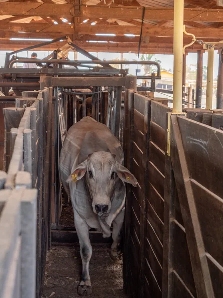 Una Cabeza Ganado Nellore Acaba Ser Pesado Está Moviendo Interior —  Fotos de Stock