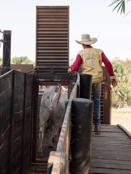 Kovboy Sığırları Ağıldan Kamyona Götürüyor — Stok fotoğraf