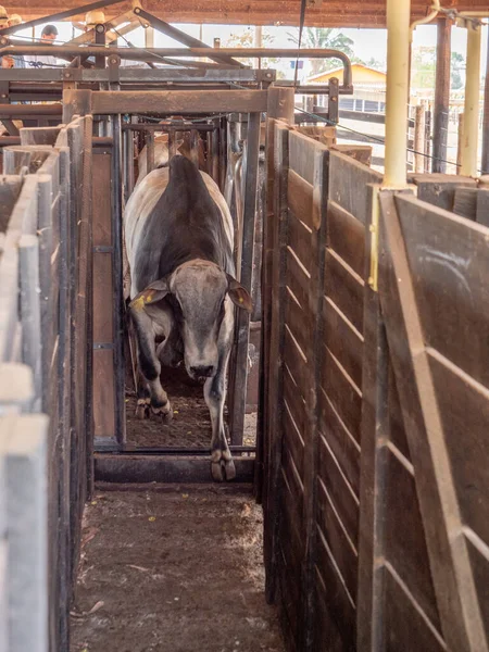 Nellore Sığırları Daha Yeni Tartıldı Satılığa Çıkmaya Hazırlar — Stok fotoğraf