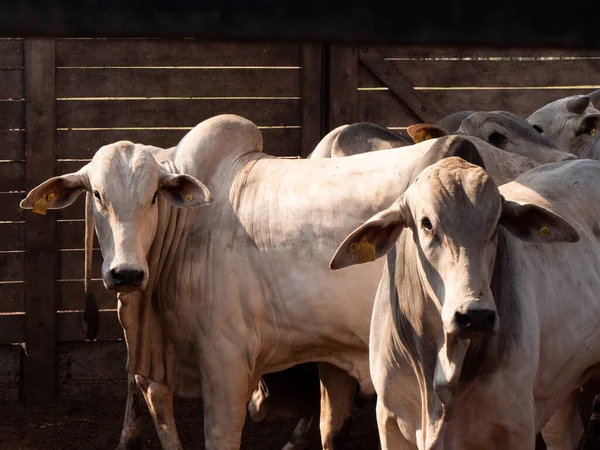 Baş Nellore Sığırı Bir Ağılda Bekliyor — Stok fotoğraf