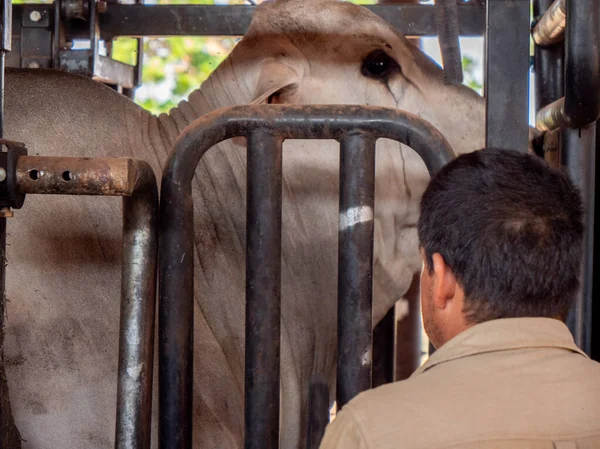 Campesino Una Cabeza Ganado Nellore Miran Dentro Corral —  Fotos de Stock