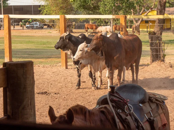 Bovinos Caballos Ensillados Corral —  Fotos de Stock