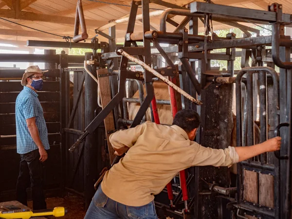 Trabajadores Agrícolas Están Pesando Ganado Antes Venta —  Fotos de Stock