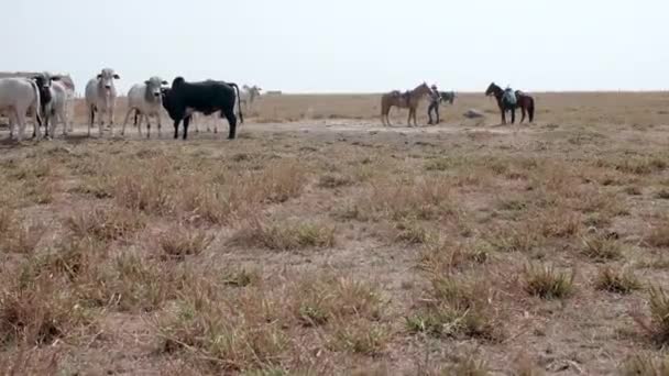 Camera Weg Naar Cowboy Terwijl Hij Zijn Paard Bestijgt — Stockvideo
