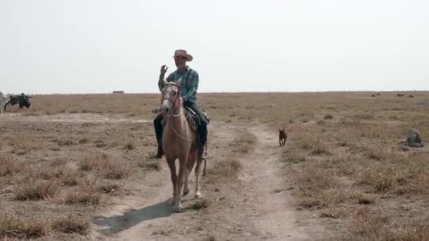 Cowboy Lovaglás Ellenőrzés Szarvasmarha — Stock videók