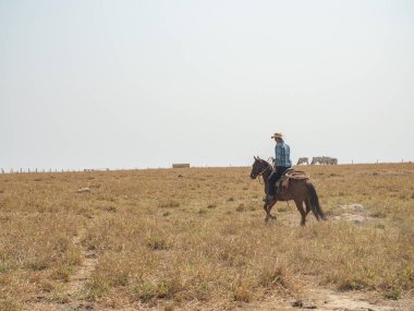 Kovboy atına biniyor Brezilya 'da bir sığır çiftliğinde ve çok kuru arazisi var.