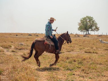 Kovboy atına biniyor Brezilya 'da bir sığır çiftliğinde ve çok kuru arazisi var.
