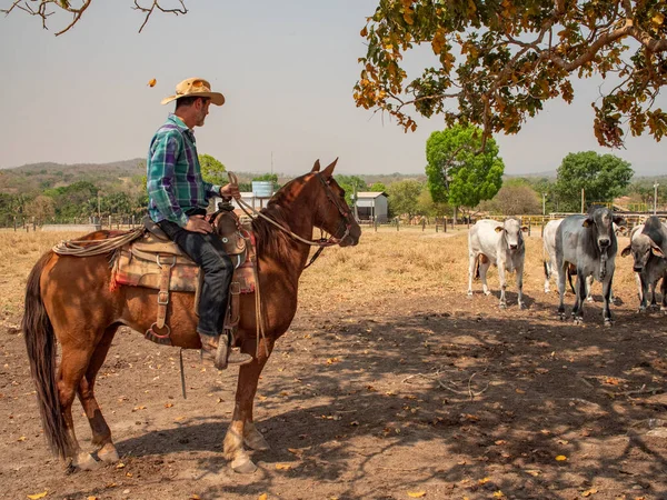 Vaquero Está Montando Caballo Una Granja Ganado Brasil Con Tierra —  Fotos de Stock