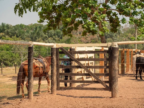 Vaquero Está Montando Caballo Una Granja Ganado Brasil Con Tierra —  Fotos de Stock