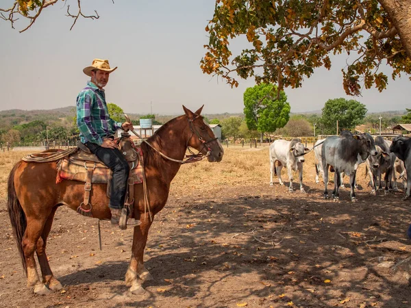 Kovboy Atına Biniyor Brezilya Bir Sığır Çiftliğinde Çok Kuru Arazisi — Stok fotoğraf