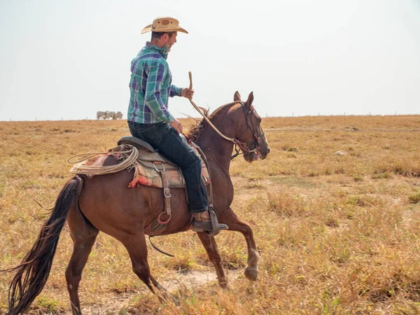 Vaquero Está Montando Caballo Una Granja Ganado Brasil Con Tierra —  Fotos de Stock