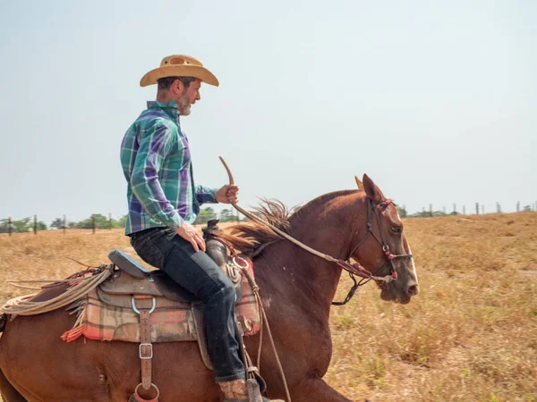 Cowboy Monte Son Cheval Sur Une Ferme Bovine Brésil Avec — Photo