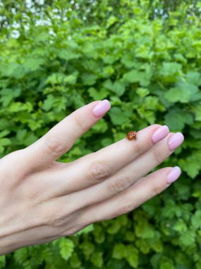 Uğur böceği bir elde sürünüyor..