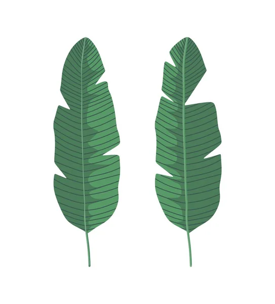 Beyaz arkaplanda muz yaprağı vektörü