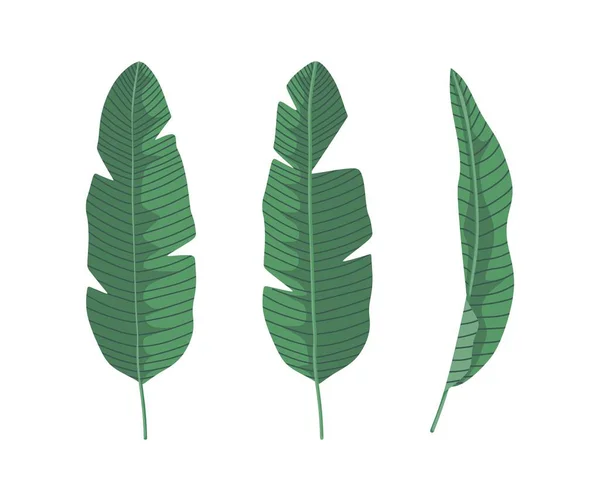 Beyaz arkaplanda muz yaprağı vektörü