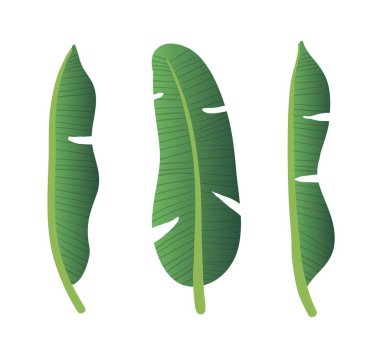 gerçekçi yeşil vektör muzlu taze yapraklar