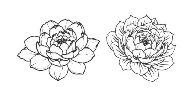 Şakayık çiçekleri. Siyah beyaz çizimler..