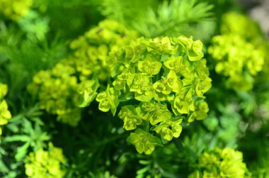 Bahçedeki güzel çiçekler