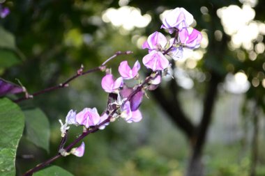 Pembe orkide çiçeği.