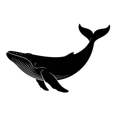 Okyanusta yüzen kambur balina beyaz arka planda izole edilmiş, kendine özgü özellikleri olan görkemli bir deniz memelisi.