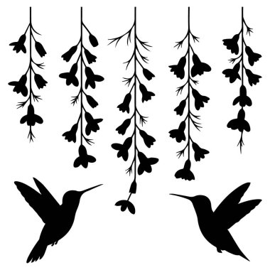 Wisteria çiçeklerinin yanında uçan iki sinekkuşunun silüet çizimi, tuhaf ve doğal bir tasarım yaratıyor.