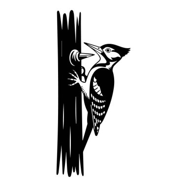 Ağaçkakanın ağaç gövdesini gagasıyla çekiçleyen bir ağaçkakanın siyah ve beyaz vektör çizimini gagalamanın vektör sanatı